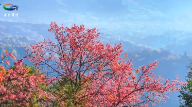 腾冲樱花