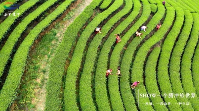 新华茶山